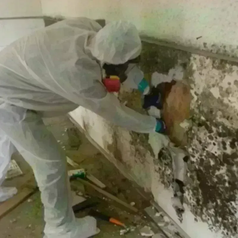 Mold Remediation and Removal in Manchester, MI